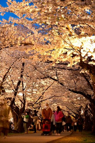 昼も夜も満開魅了／弘前公園・桜のトンネル