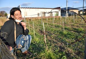 ワイン用ブドウ「シャルドネ」の苗木の成長を見守る服部さん＝2021年11月上旬、十和田市奥瀬下川目