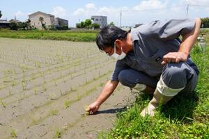 水が抜けた田んぼで稲を確認する杉浦孝明さん＝２４日午前、愛知県碧南市