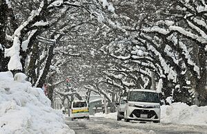 雪の路面を慎重に行き交う車＝20日午後2時51分、青森市桜川