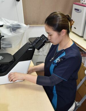 顕微鏡を見て、受精卵の状態を確認する片江さん＝1月13日、仙台市青葉区