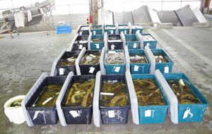 今年3月、蓬田村沖で密漁されたナマコ約800キロ（青森海保提供）。14年にも約700キロの密漁被害を受けており、同漁協は警告看板を設置するなど対策を強化している