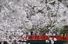 園内の桜満開近づく／弘前公園
