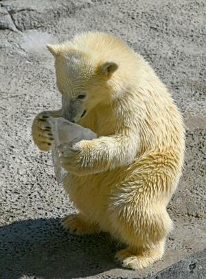 プレゼントされた氷で遊ぶホッキョクグマの赤ちゃん「ゆめ」＝５日午前、北海道旭川市の旭山動物園