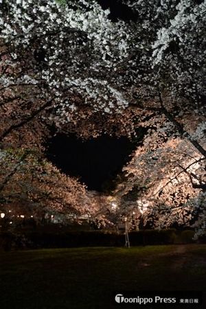 夜の桜。同僚撮影。ぶれてます。。。ヒロシです。。。