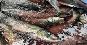 水揚げされたサケ。全国的に不漁が続く＝10月、深浦町北金ケ沢漁港