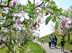 花が見ごろを迎える中、開幕した弘前りんご花まつり。手前は県産リンゴ「金星」の花